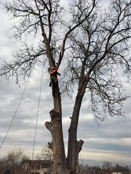 Toaletare, defrișare,taiere, reducere coraona arbori in sistem