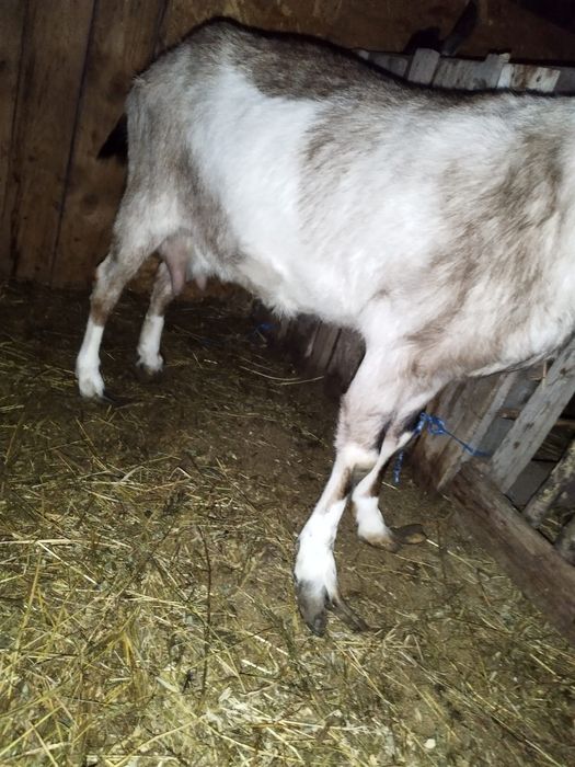 Vand 2capre,           !