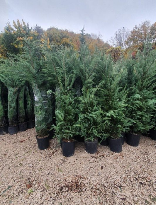 Tuia smaragd și leylandii la 2.3m - 2.5m/ preturi de producător/