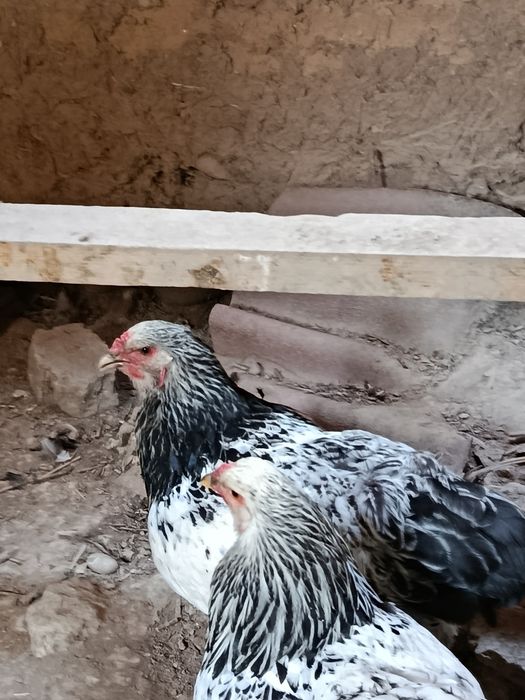 Brama Tovuq va joʻjalar sotiladi