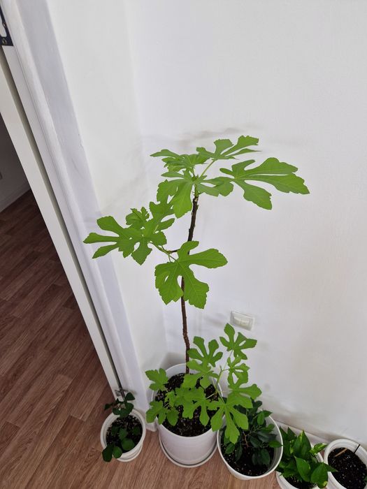 Комнатное инжирное дерево, 1.5 м