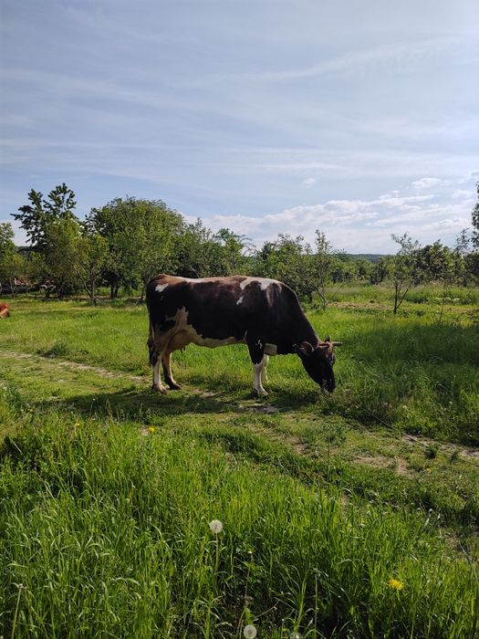 Vaca tânără de lapte
