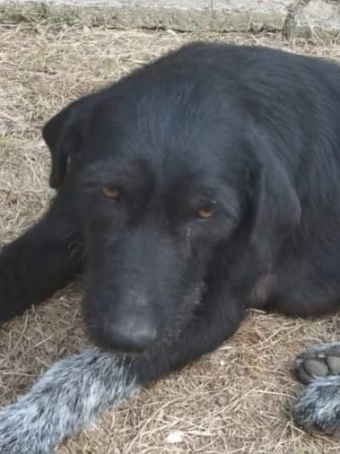 Бесплатно в добрые руки