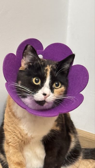 Кошка по имени Фокси