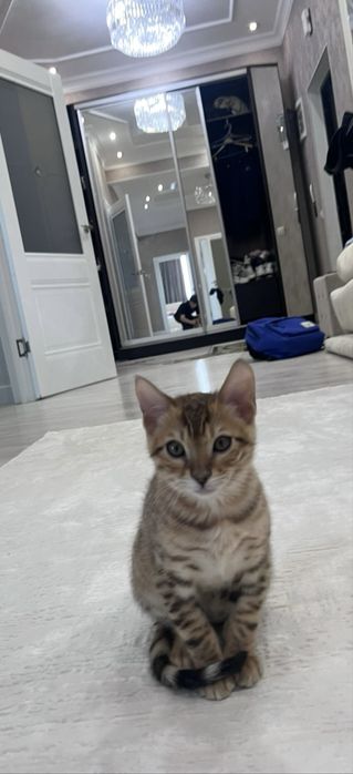 Продам Бенгала мальчик 4 месяца