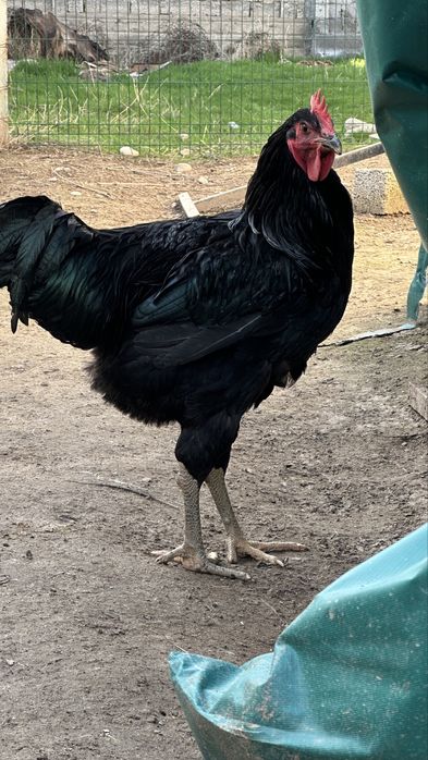 Гигант кора шахзода хурозлари