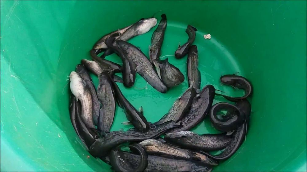 Заробител Сом -  Рибовъдно стопанство "Шестица"