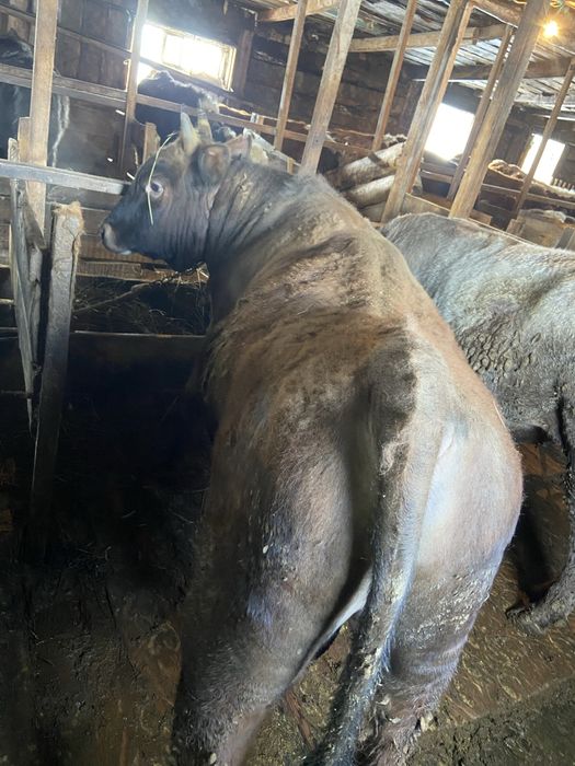 Продам бычков 11 голов