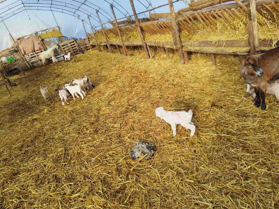 Продавам новородени Ярета