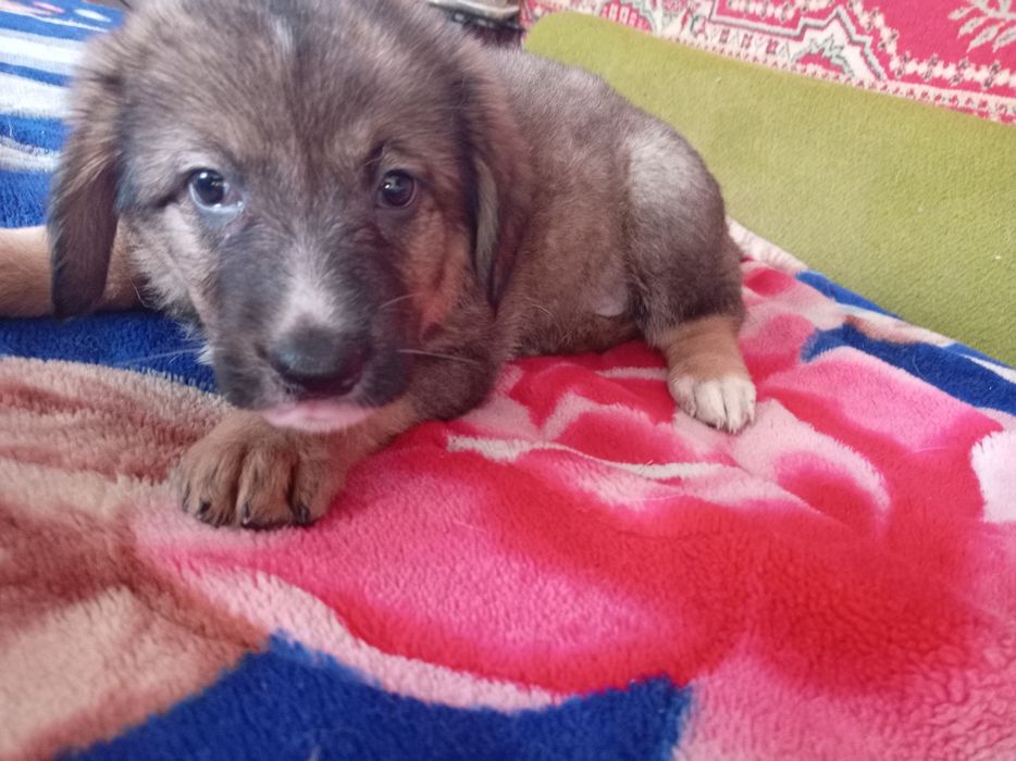 Отдодим в добрые руки