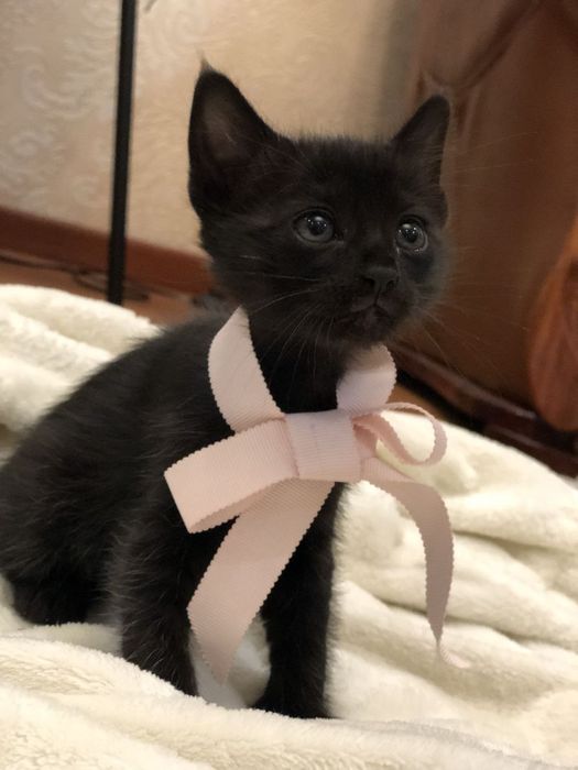 Отдам котят бесплатно в хорошие руки.