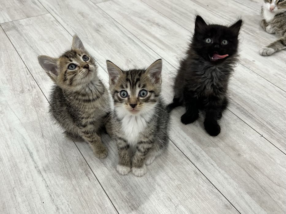 Отдам котят в добрые руки!