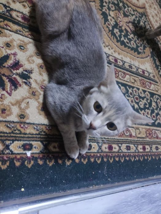 Уй мушукчалар бор