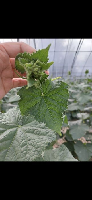 Продается оцинкованная теплица 300 м2