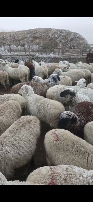 Қой сатылады,Ақсу ауданы