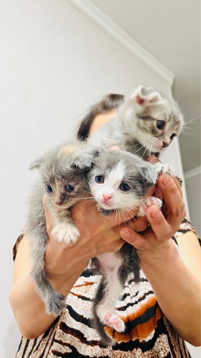 Котята вислоухие