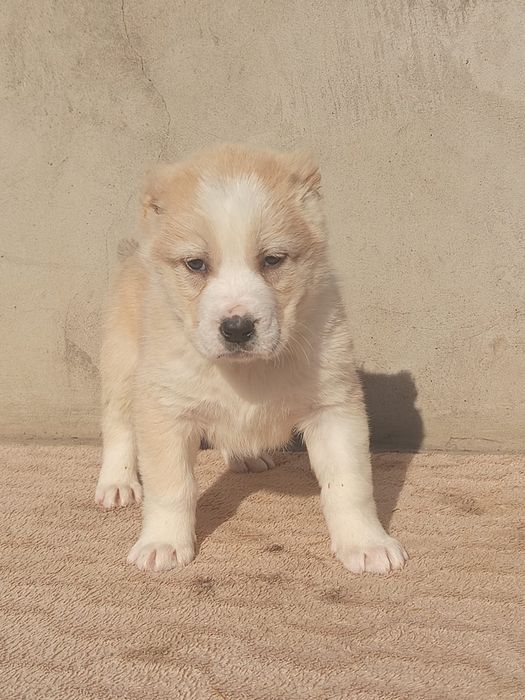 Щенки САО Алабай