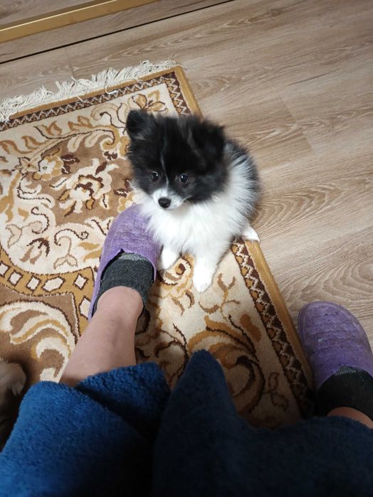 Продавам померан - шпиц