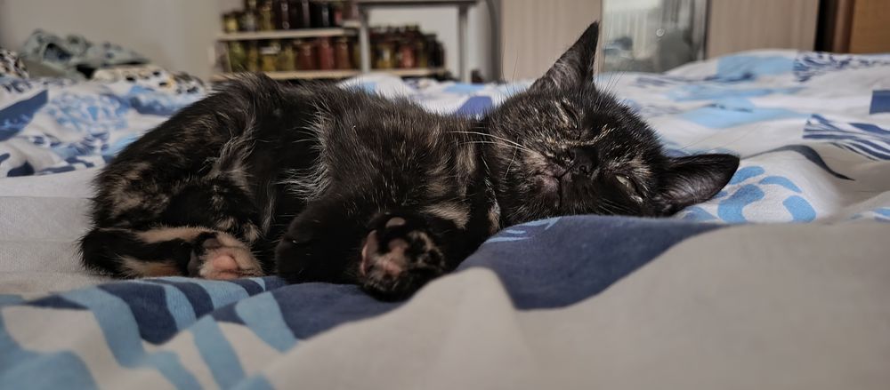 Отдадим котят в добрые руки