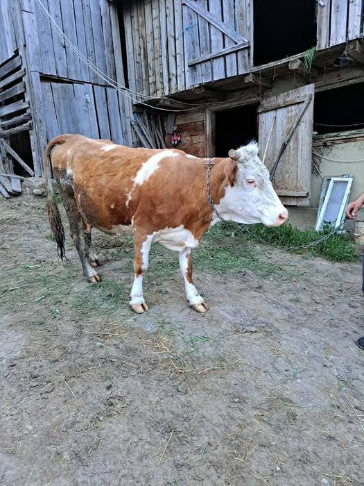 2 vaci cu lapte disponibile