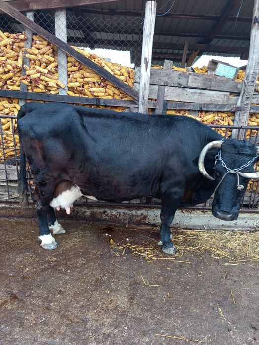 Vând vaca Holstein