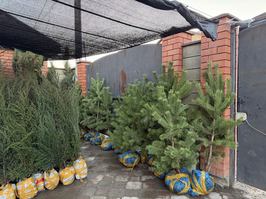 Крымская сосна 1.5-1.8 м