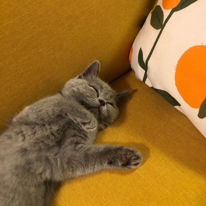 Британская кошка