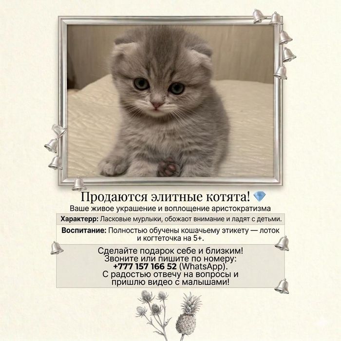 Чисто кровные котята