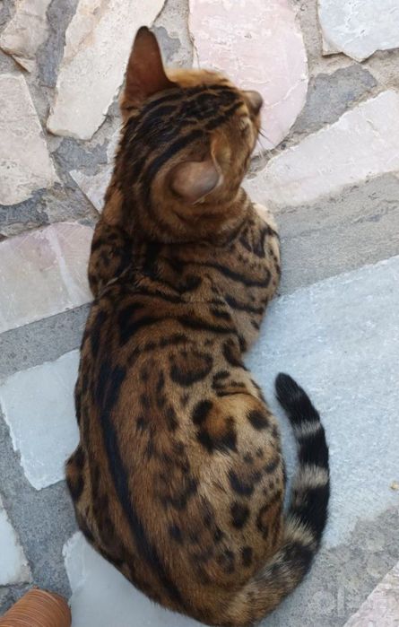 Продаётся бенгальская кошка
