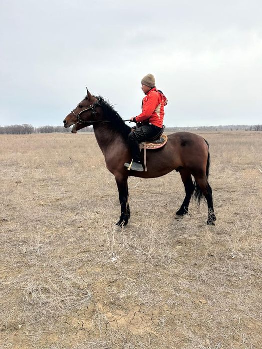 Айғыр  6 жасар Лошадь
