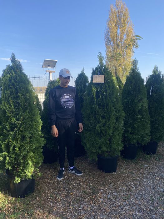 Catalpa platan mesteacan castan etc