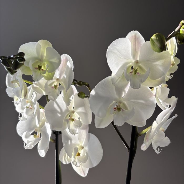 Орхидея, орхидеи! Высокие! На подарок!