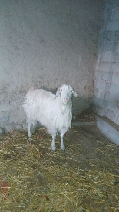 Echki zotddor sut beradi qornida bolasi bor 2 tadan tug'adi