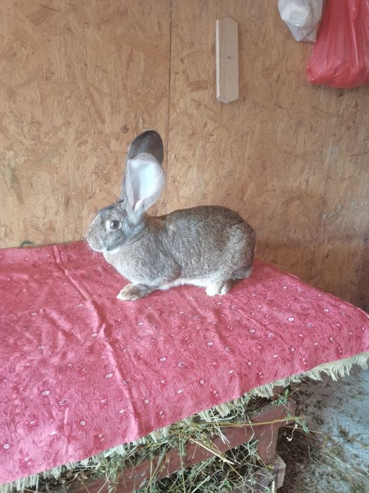 Femela urias german gri  montată