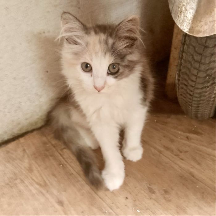 Отдам котят, сиамские, пушистые, 3 мес