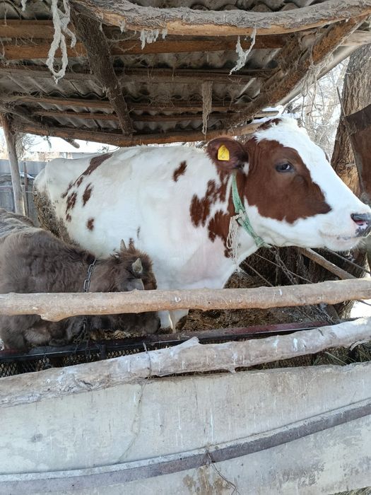 Корова на мясо продам