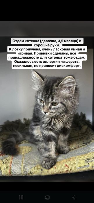 Кошка лесная 3.5 месяца в хорошие руки