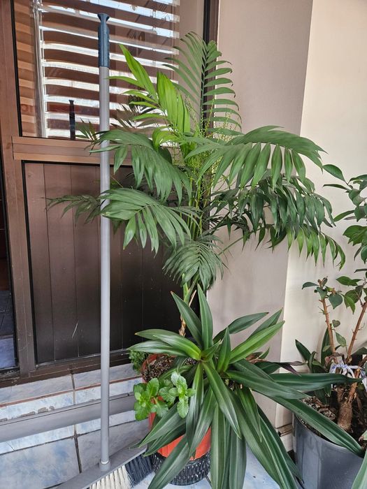 Продам офисные цветы горшки