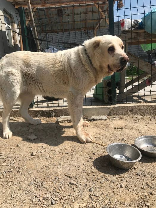 Продаётся Алабай