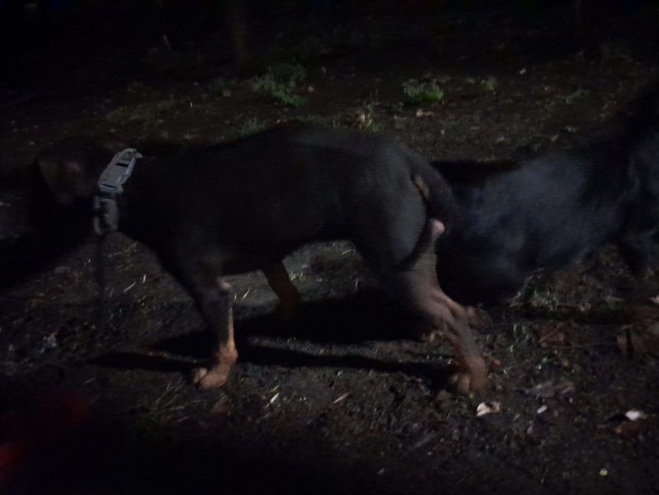 Немецкий охотничий Терер