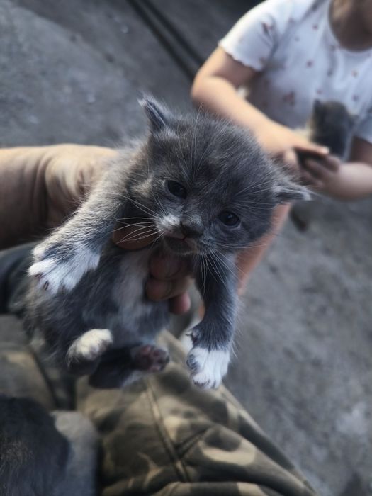 Отдам даром котят