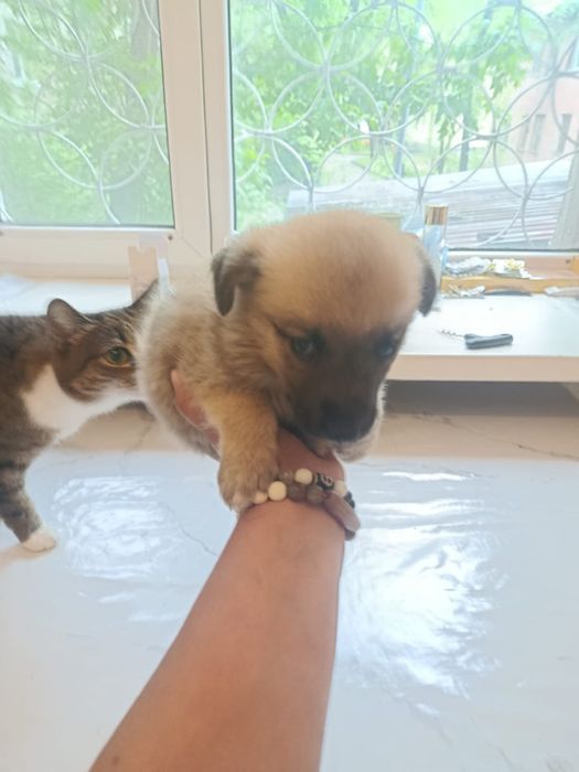 Отдам даром. Прекрасный щенок.