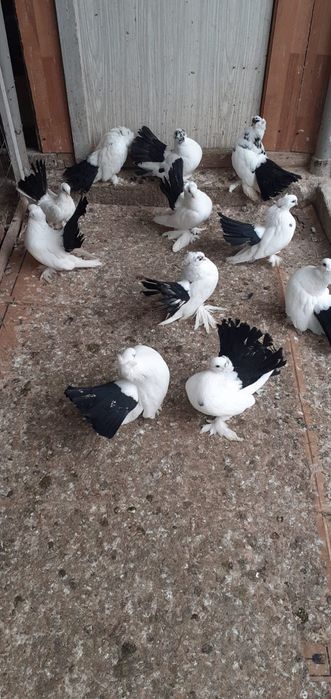 Porumbei de ornament