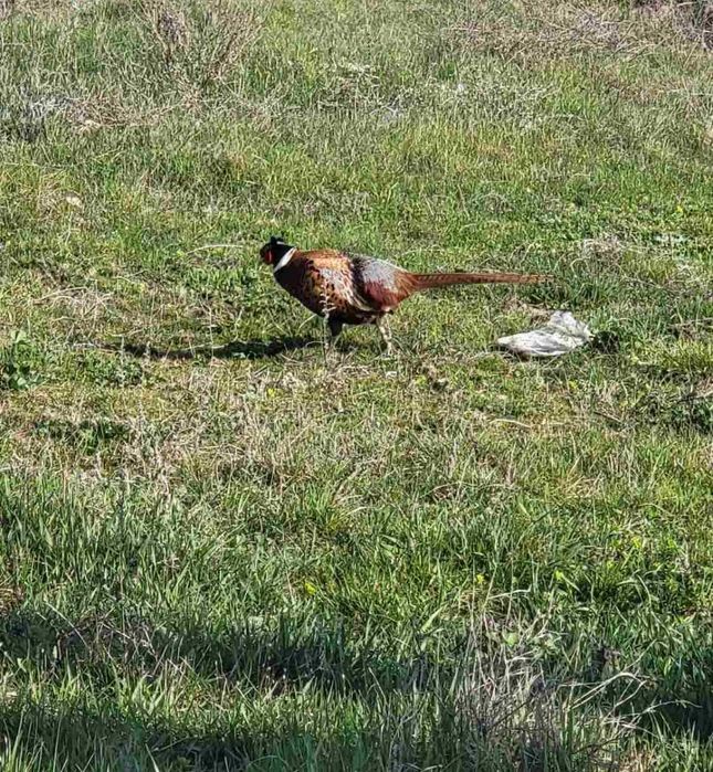 Продава се Парцел в с. Чернево, Област Варна - 14098 кв.м за 11 €/кв.м - Снимка #7