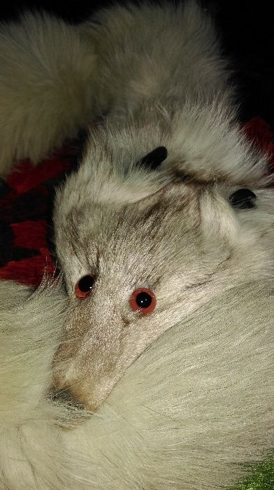 яка сребърна лисица нова