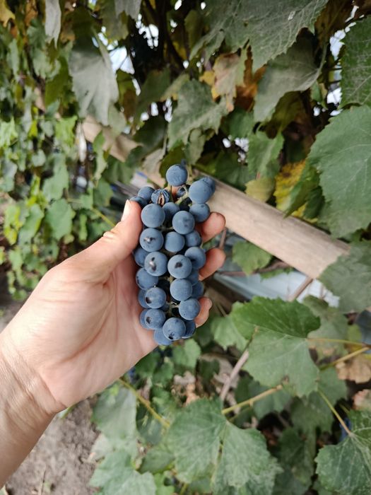 Продам винный виноград