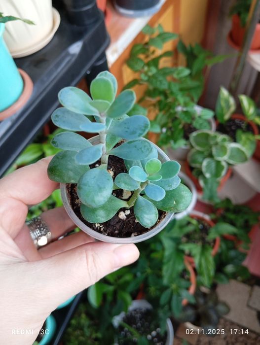 Продам отростки комнатных растений