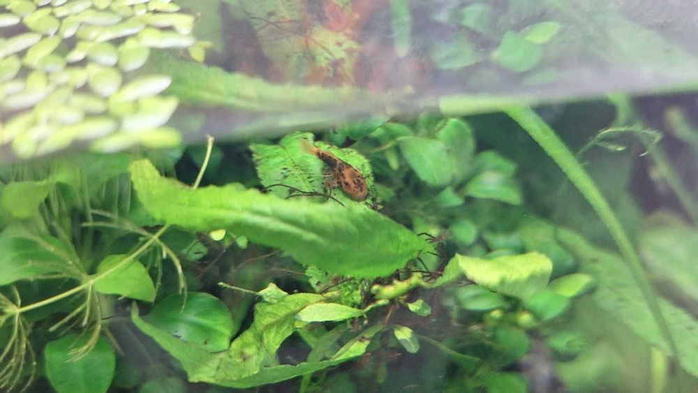 Pachet 5 + 1 pui Ancistrus Calico