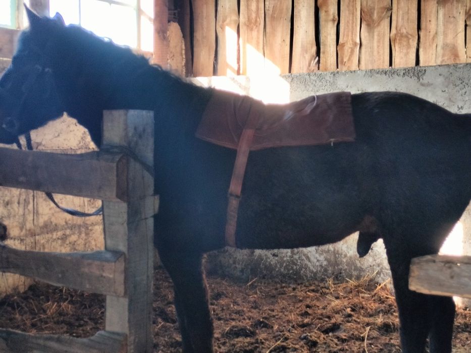 Айғыр сатылады!!