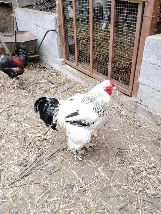 Продам Петухов Белая Брама